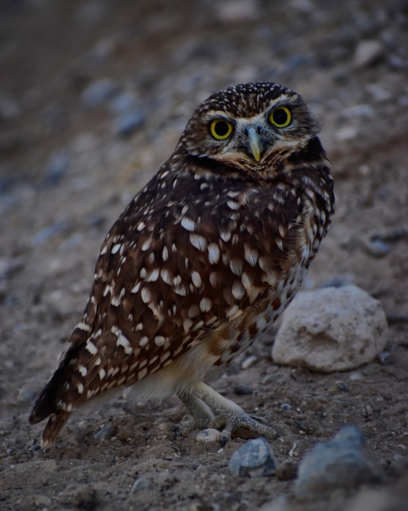 Burrowing Owl from Ciudad Juárez, Chihuahua, Mexico on December 8, 2020