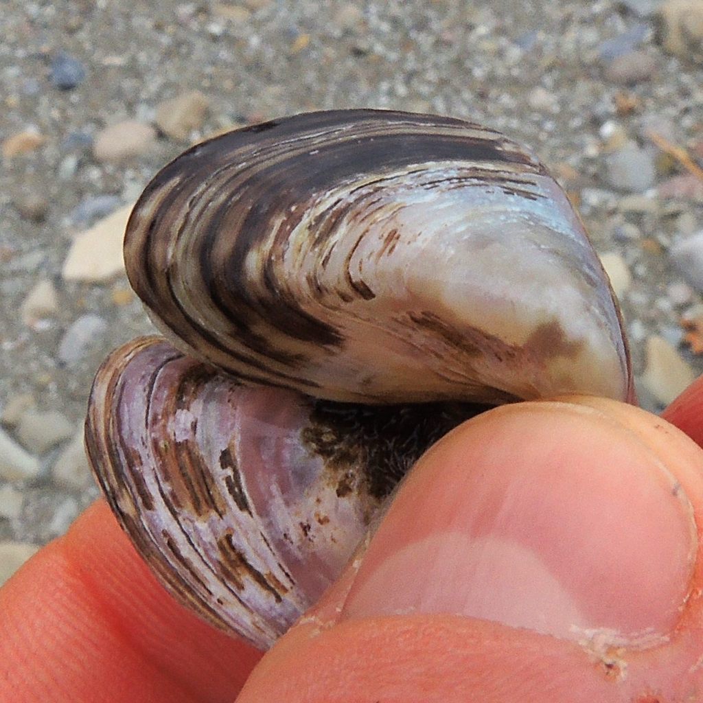 Quagga Mussel (Yukon Invasive Species Guide) · iNaturalist