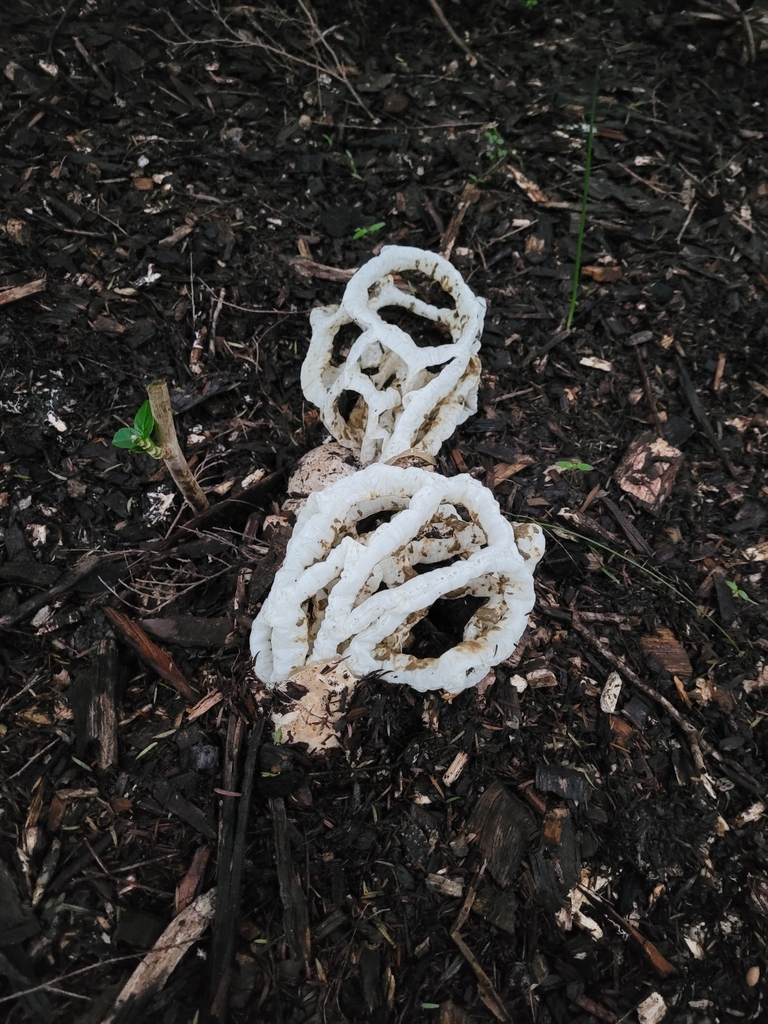 white basket fungus from Greenhithe, Auckland, New Zealand on June 16