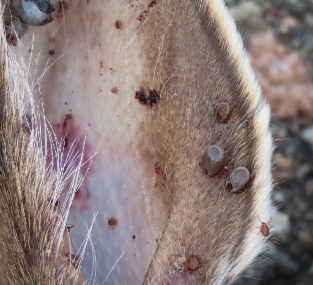 Rabbit Tick from Mainadieu, NS, Canada on June 15, 2021 at 0522 PM by mkkennedy. ticks in the