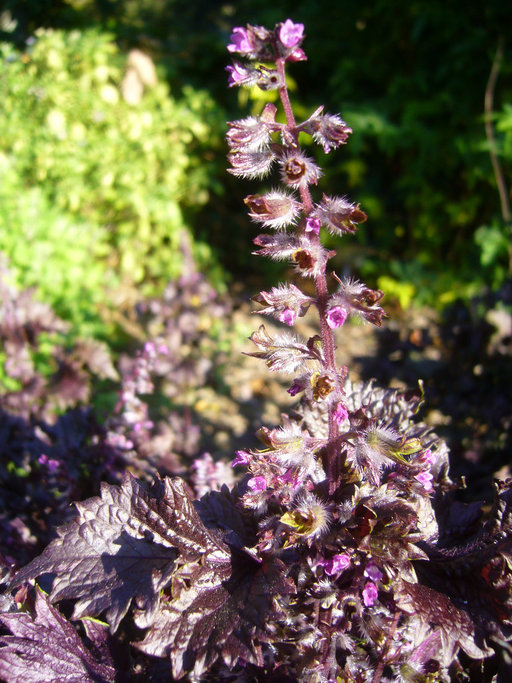 beefsteak plant (Invasive Plants of Maryland) · iNaturalist