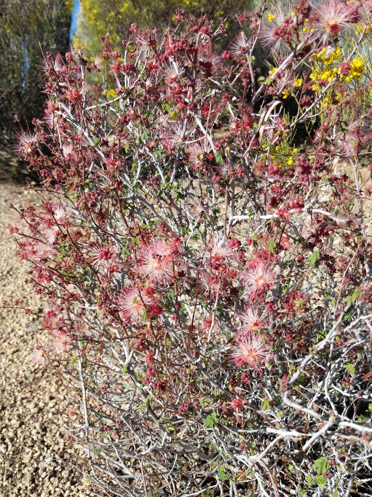 pink fairyduster (Sonoran Desert Wildfire Plants) · iNaturalist