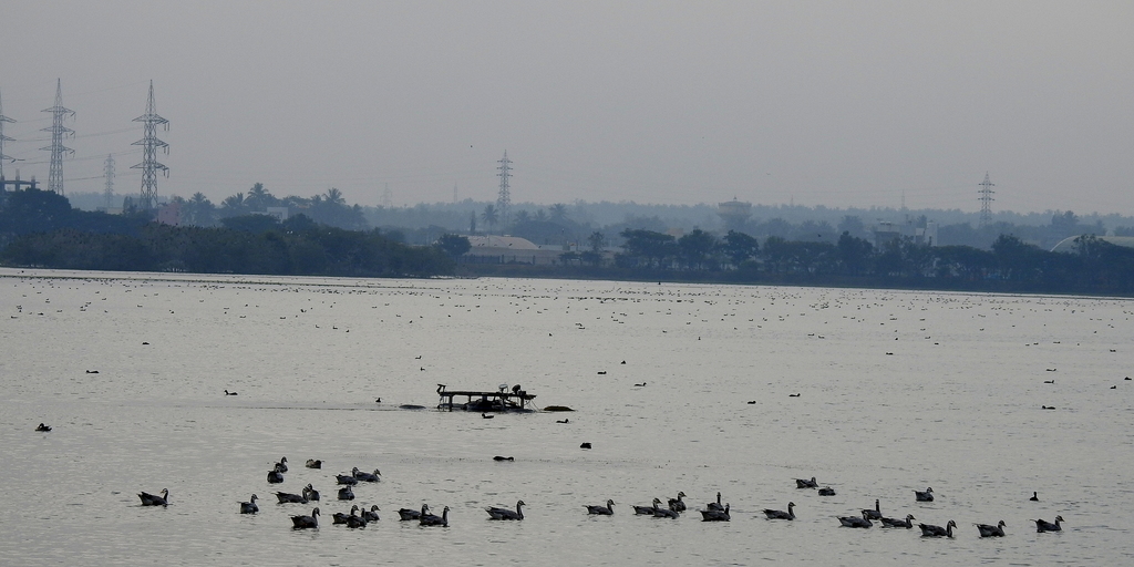 Eurasian Coot from Kunduvada Lake, Davanagere, Karnataka on January 26