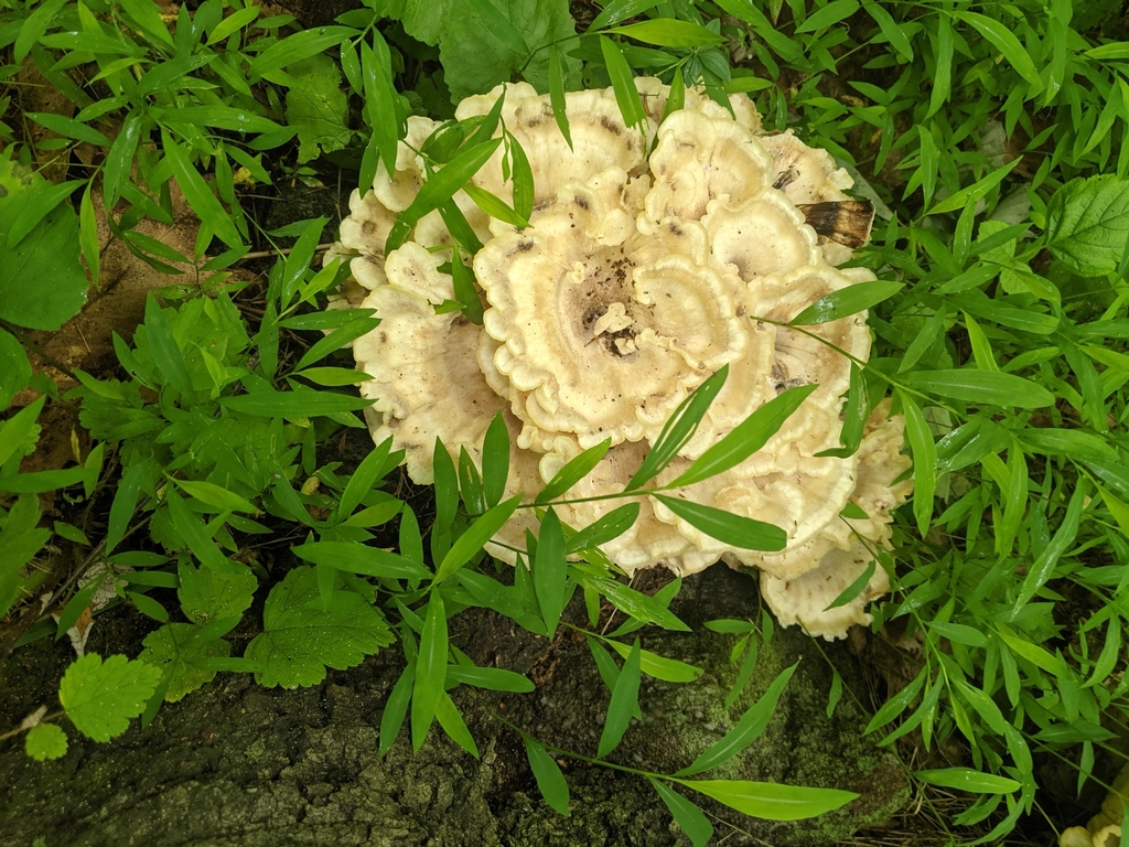 Blackstaining Polypore from Glen Gardner, NJ 08826, USA on June 27