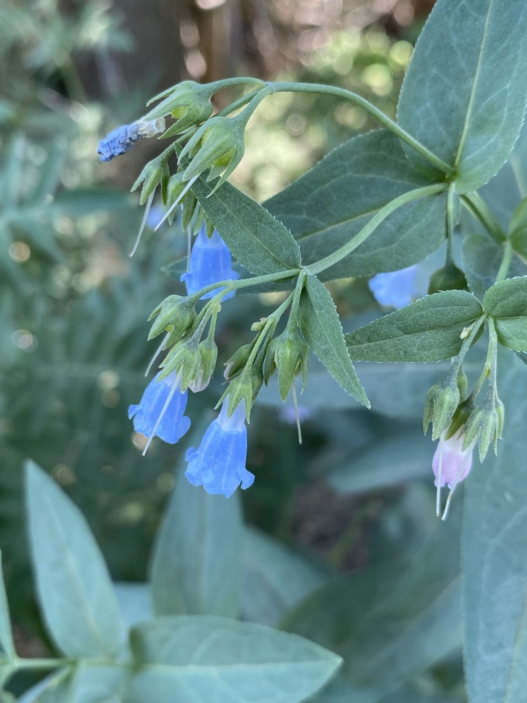 aspen bluebells from Davis, Utah, United States on June 22, 2021 at 03