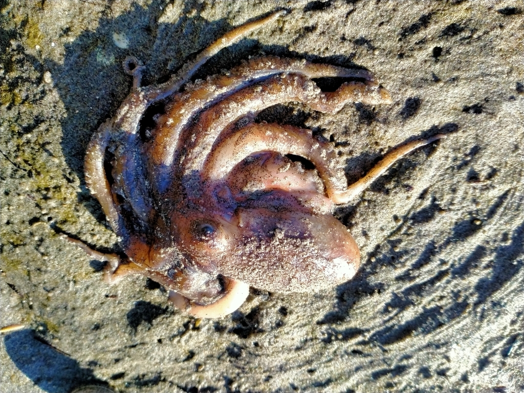Typical Octopuses from Warrington, New Zealand on July 02, 2021 at 02