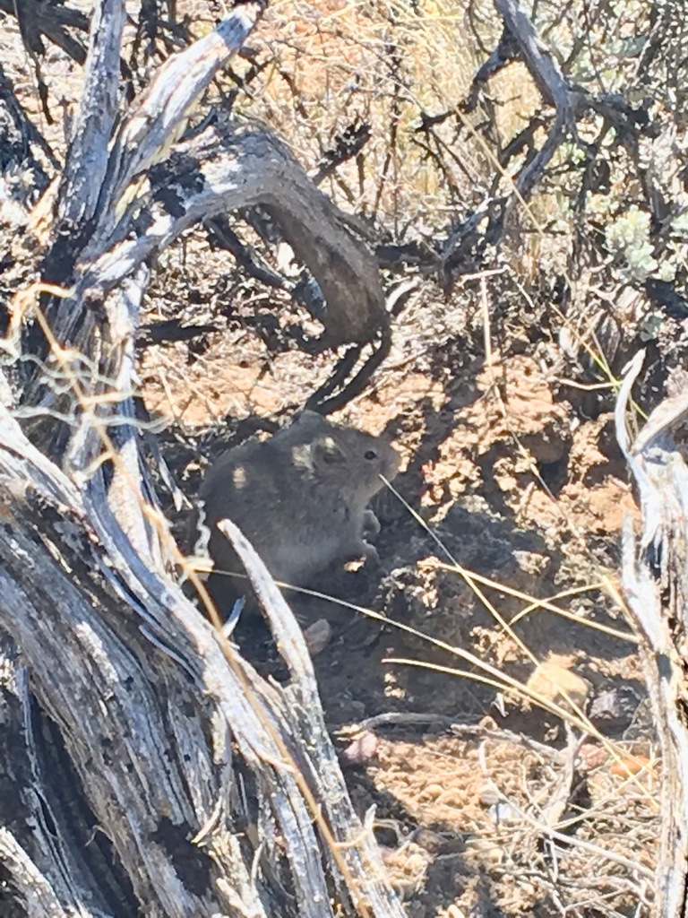Sagebrush Vole from Sublette County, WY, USA on July 09, 2021 at 1201