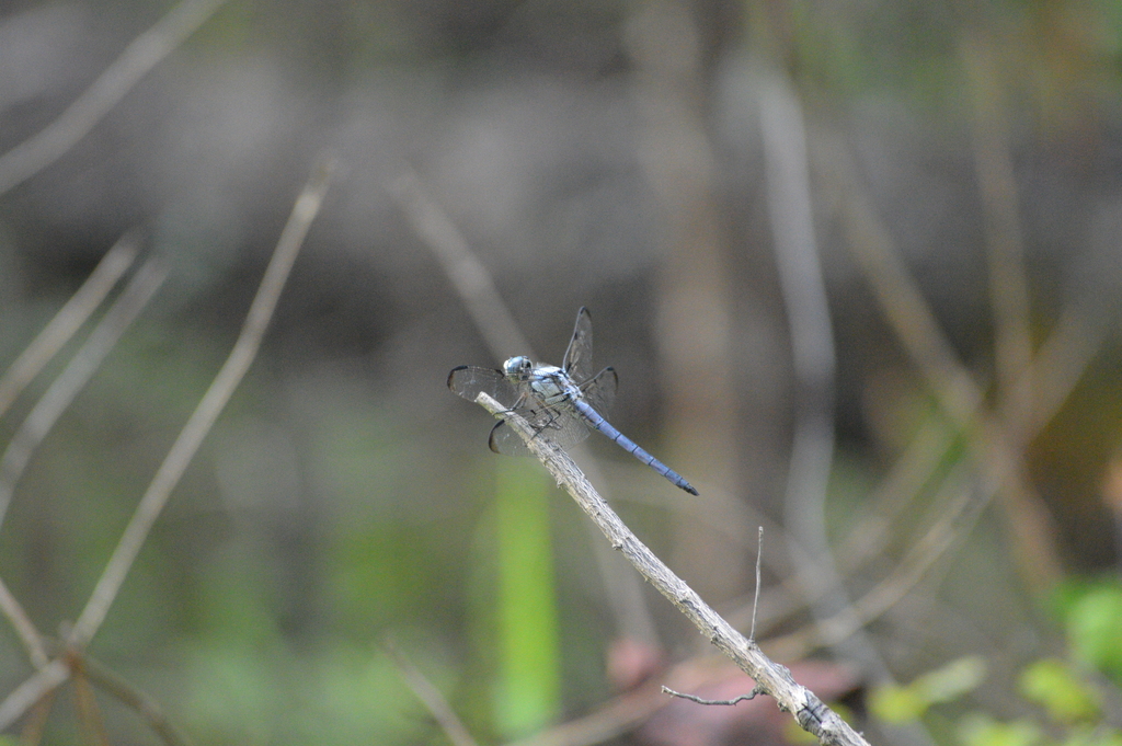 Great Blue Skimmer from Alexander State Forest WMA, Woodworth