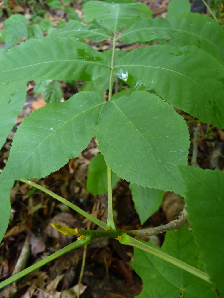 Bitternut hickory (Plants of Overton Park's Old Forest, Memphis, TN