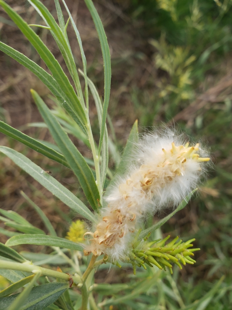 Narrowleaf Willow from Meeker, CO 81641, USA on July 11, 2021 at 0804