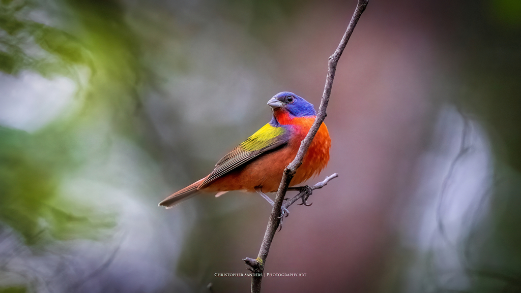 Painted Bunting from Fort Worth, TX, USA on July 16, 2021 at 0801 AM
