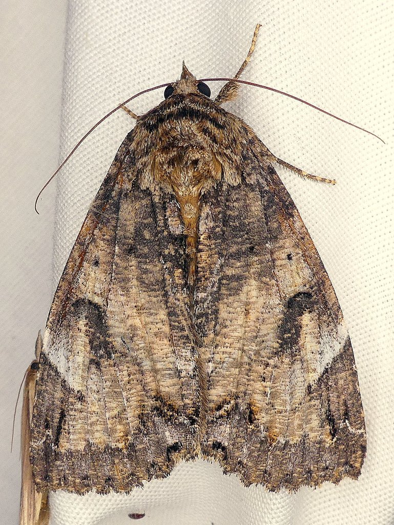 Locust Underwing from Cormierville, Kent County, NB, Canada on July 19