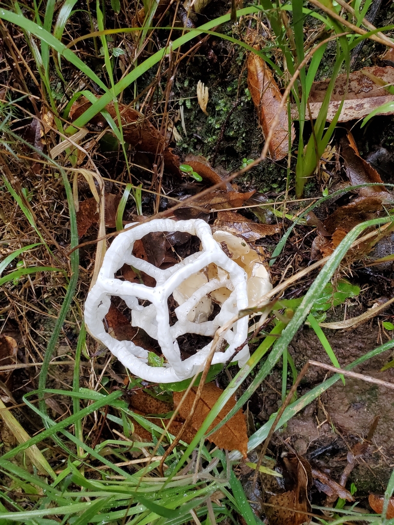 white basket fungus from Kelburn, Wellington, New Zealand on July 21