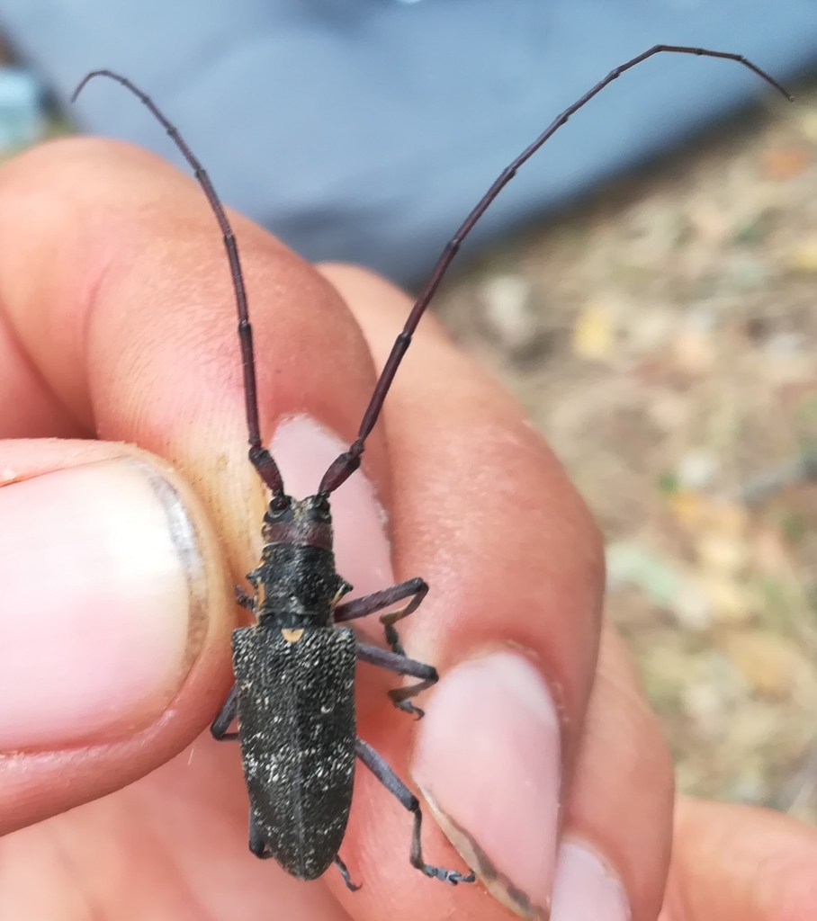 Black Pine Sawyer Beetle from 34230 SaintPargoire, France on July 24, 2021 at 0427 PM by