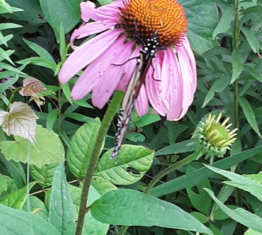 Monarch from Indianapolis, Indiana 46216, ÉtatsUnis on July 24, 2021