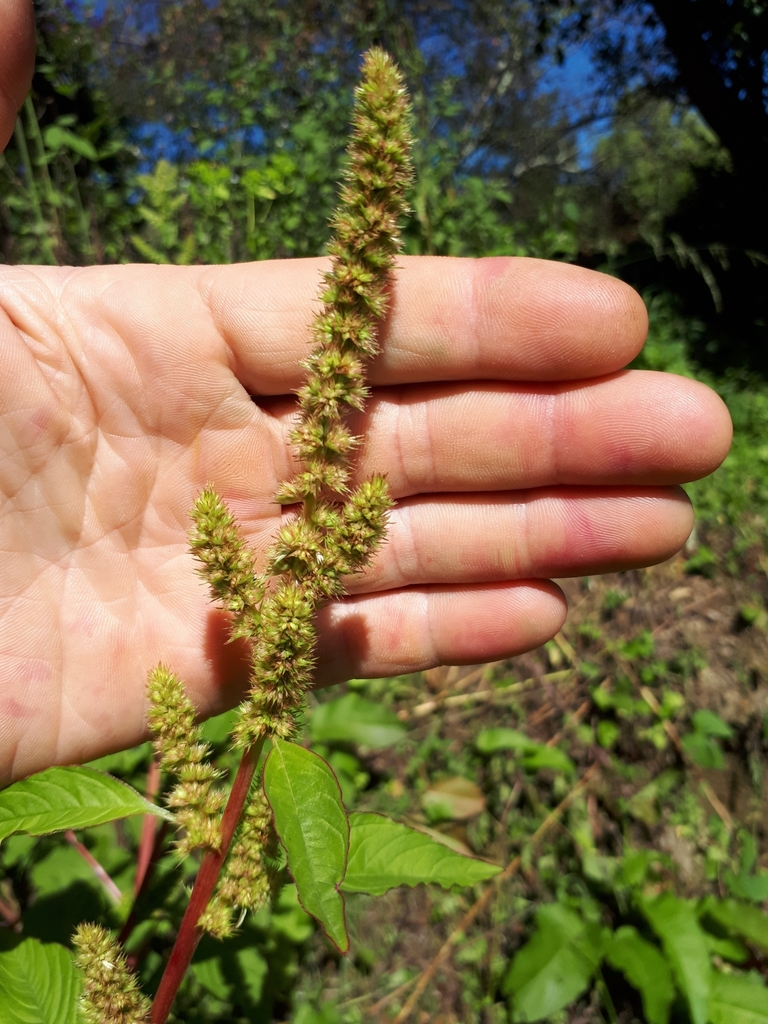 Amaranthus powellii (LIFE medCLIFFS) · iNaturalist