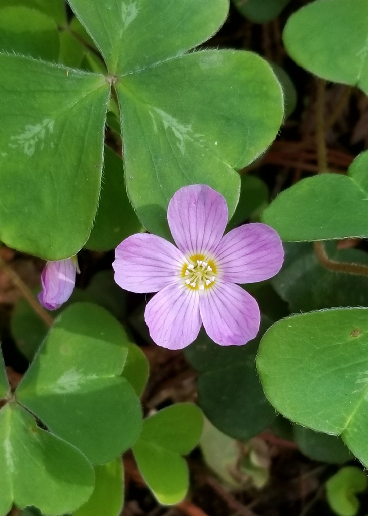 redwood sorrel (Puentes Nisene Marks) · iNaturalist