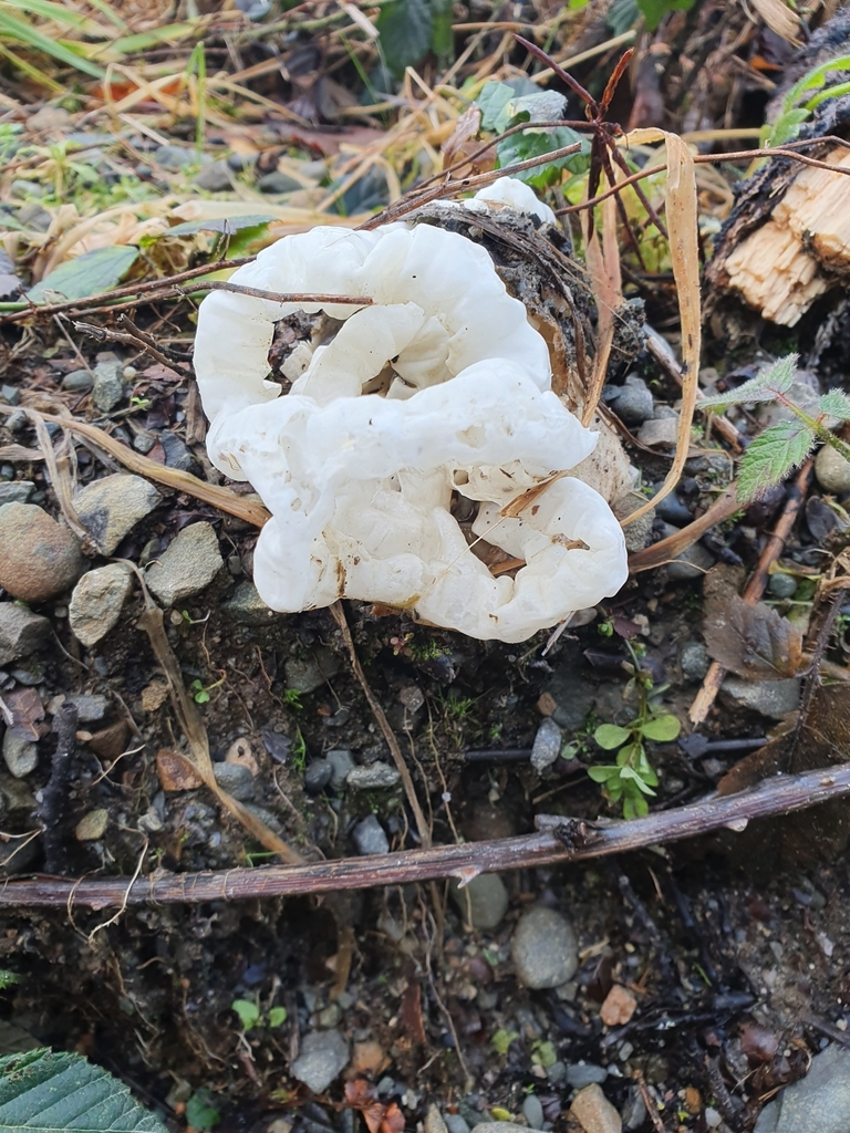 white basket fungus from Tapawera, New Zealand on July 27, 2021 at 09