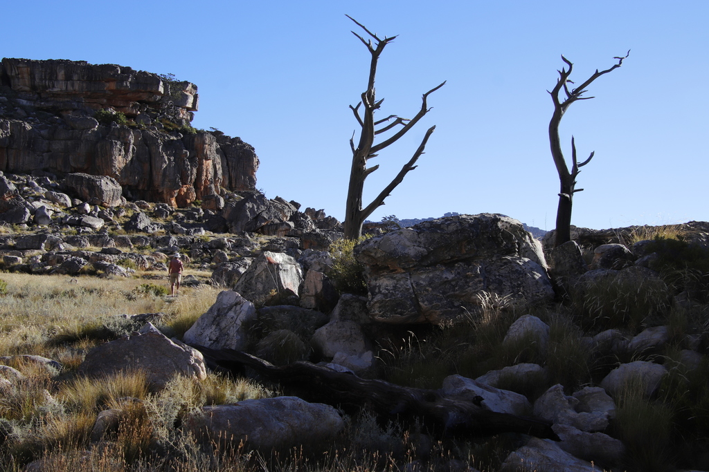 Clanwilliam Cedar from Crystal Pools campsite flats, Cedarberg