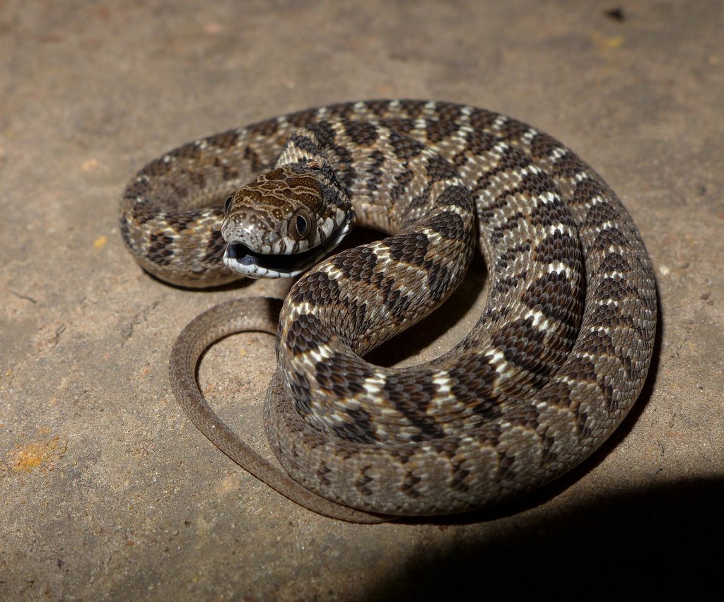 Eggeating Snake (Snakes of southern Africa) · iNaturalist