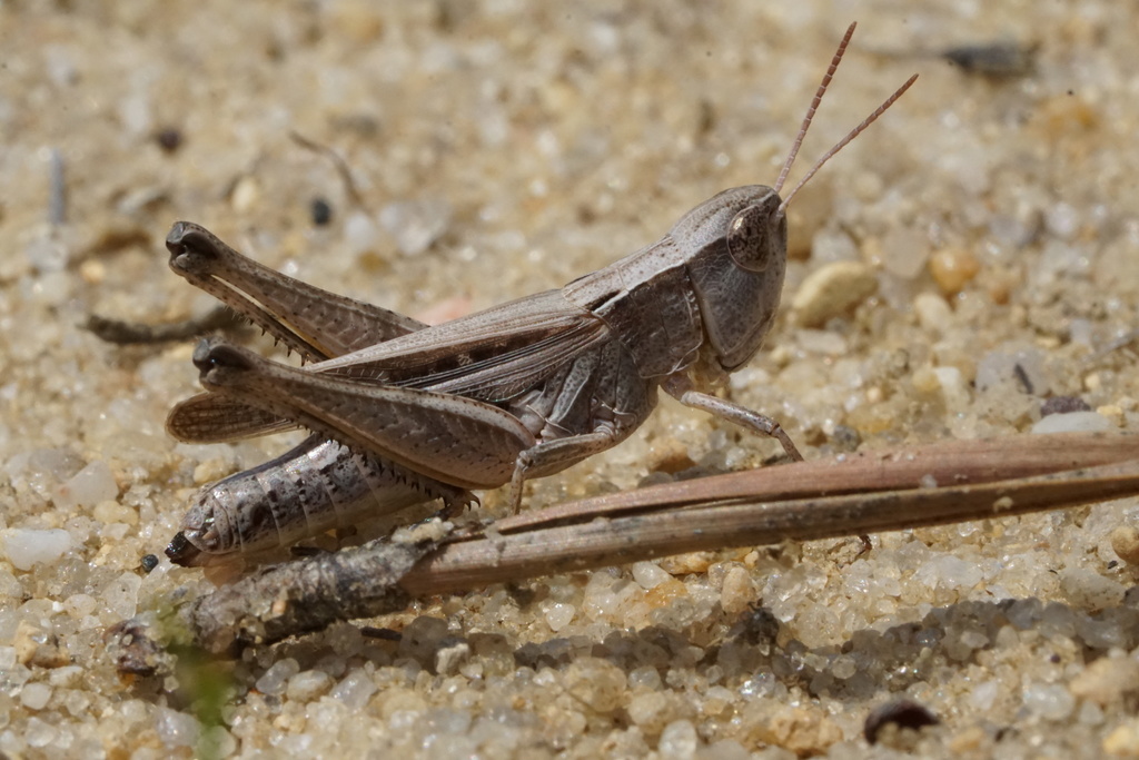 Pasture Locust (Orthoptera of Iowa) · iNaturalist