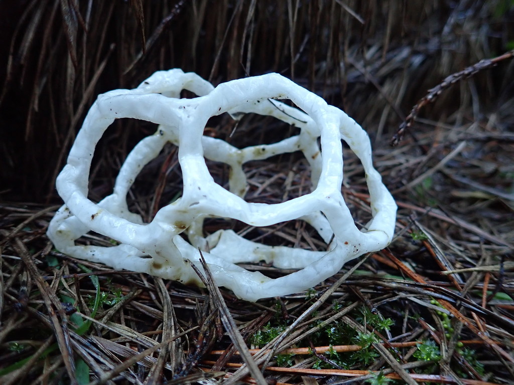 white basket fungus from Himatangi Beach, New Zealand on July 31, 2021