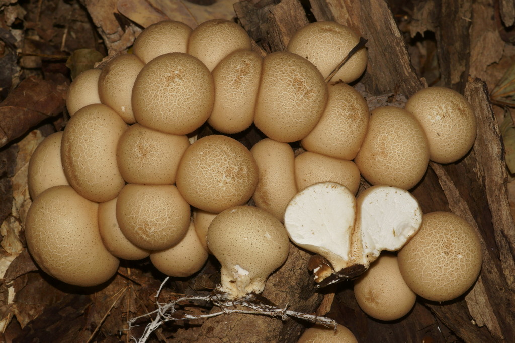 stump puffball (Coconino National Forest Common Fungi) · iNaturalist