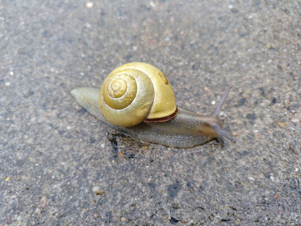 Grove Snail (Garden animals Luxembourg) · iNaturalist