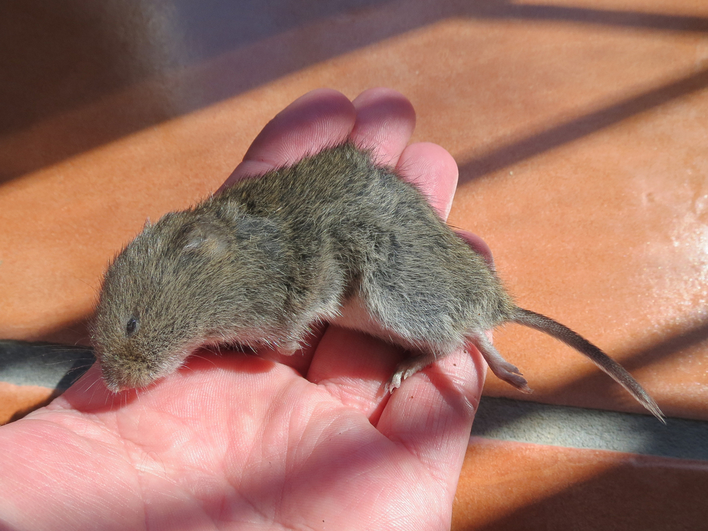 Meadow Vole (Saskatchewan Mammals) · iNaturalist
