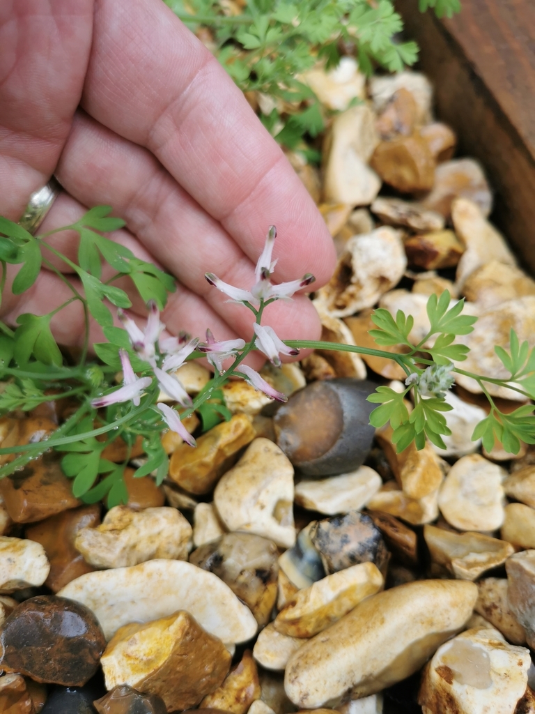 white rampingfumitory from Lightoaks Drive, Liverpool L26 6BW, UK on