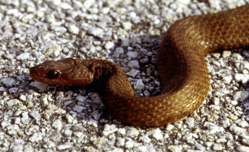Atlantic Salt Marsh Water Snake Aiquevivirlavida