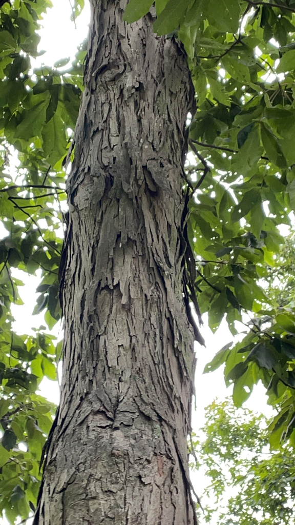 shagbark hickory from Nelson County, Blue Ridge Parkway, USVA