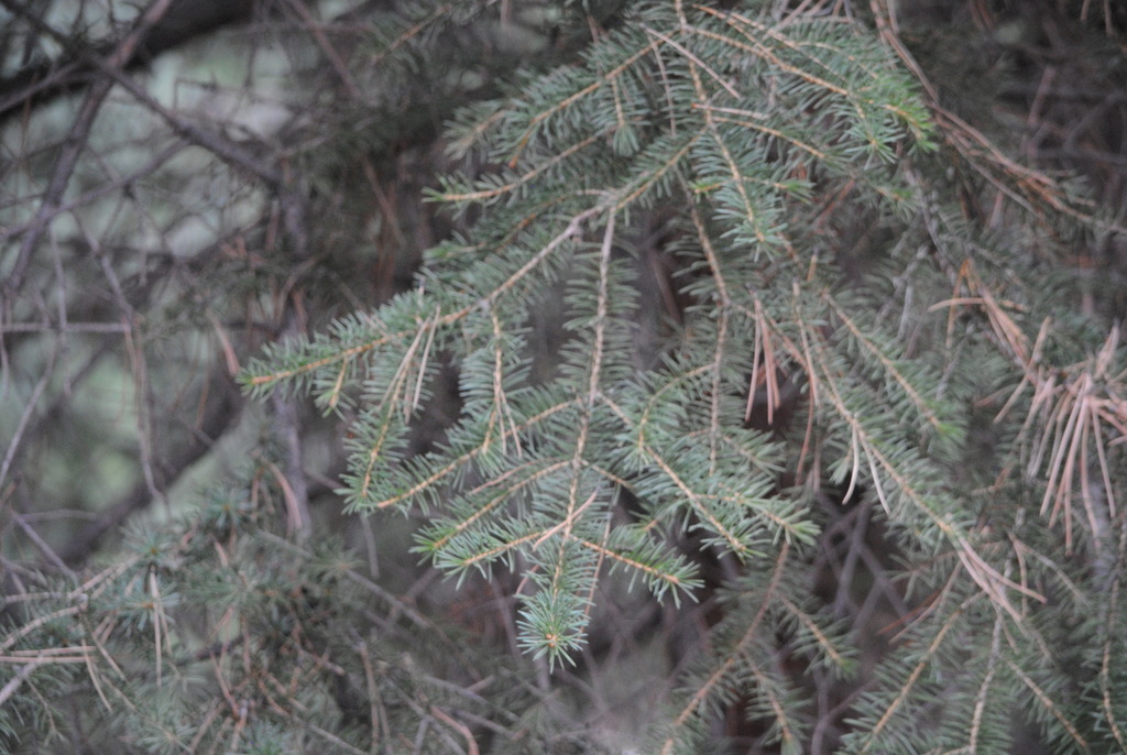common Douglasfir from Larimer County, CO, USA on March 25, 2018 at 04