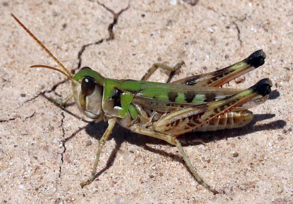 Fourspotted (Orthoptera of Nebraska) · iNaturalist