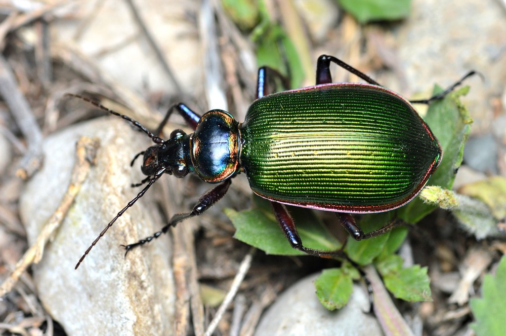 Ground Beetles (Arthropods of Rosewood Nature Study Area) · iNaturalist