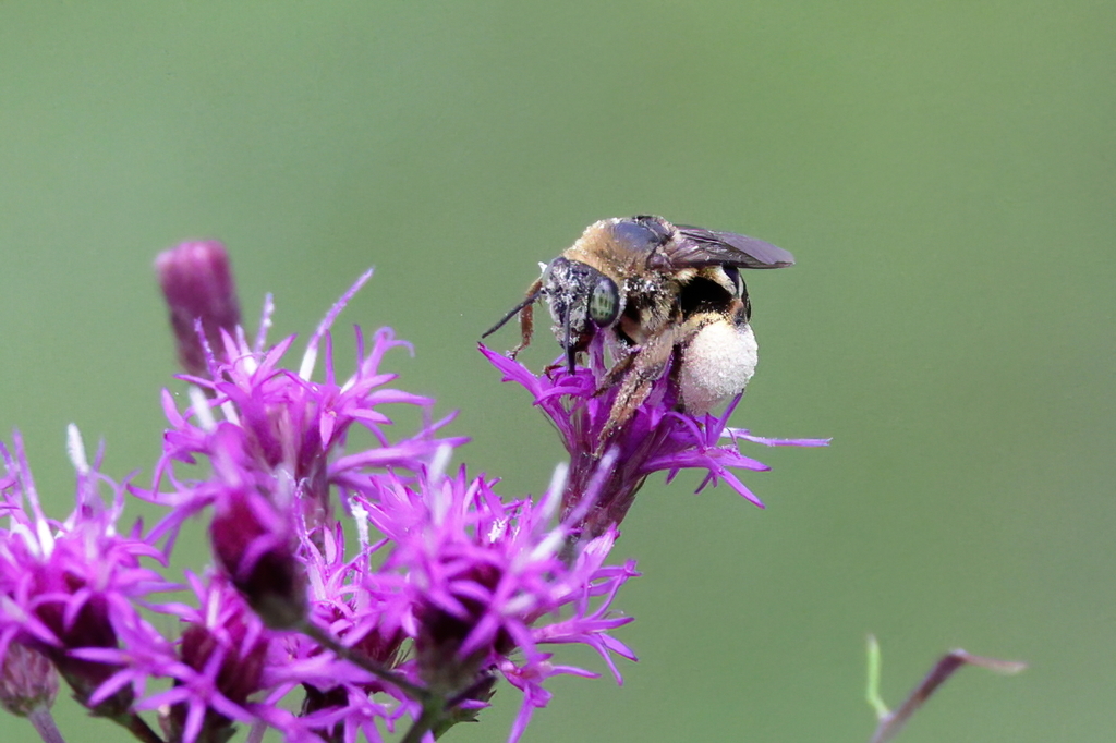 Svastra from Jackson County, MS, USA on August 13, 2021 at 0313 PM by