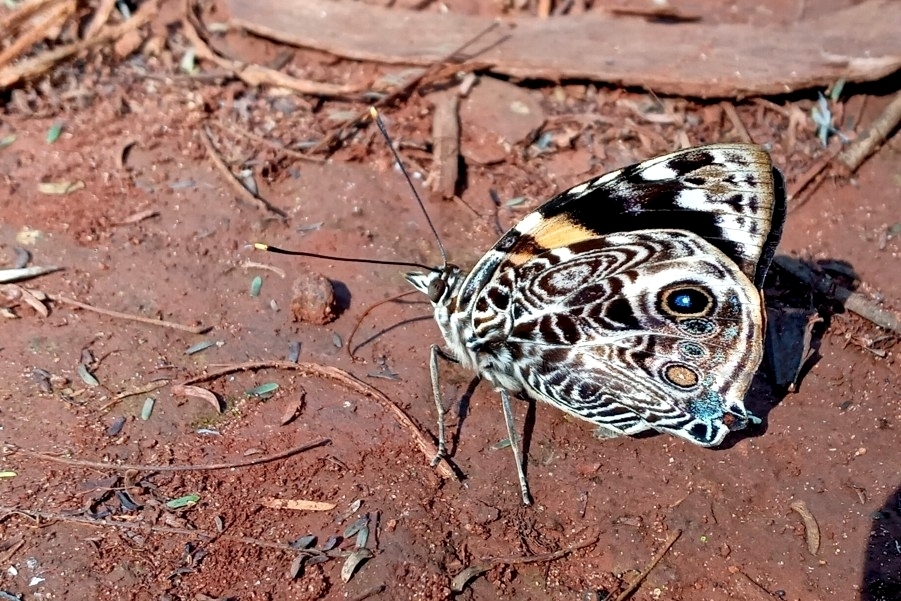 Smyrna blomfildia (Borboletas de Rio Claro, SP/Butterflies of Rio Claro