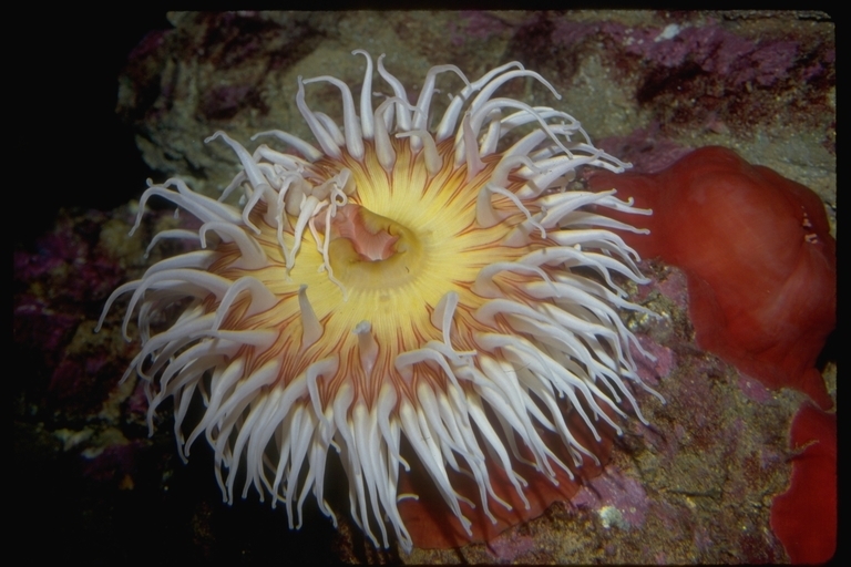 Fish Eating Anemone (Cnidarians of the Eastern Pacific Anthozoans) · iNaturalist