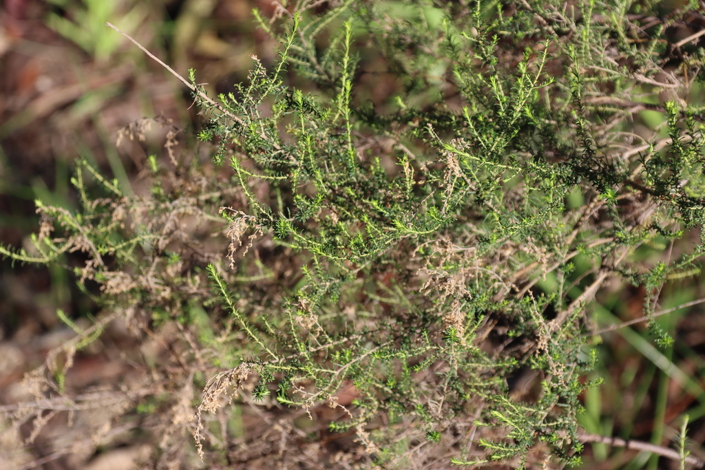 Sifton Bush from Melbourne VIC, Australia on August 15, 2021 at 0301