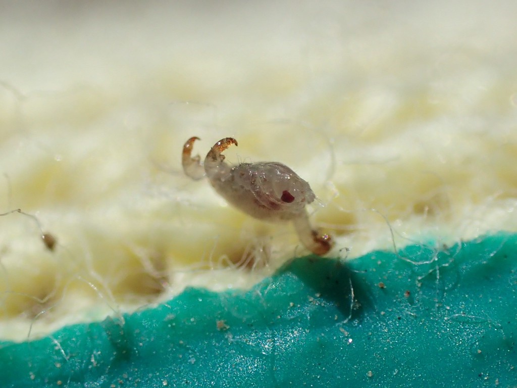 Crab Louse from Meise (🇧🇪 België, Brabant) on June 14, 2019 at 0303 PM