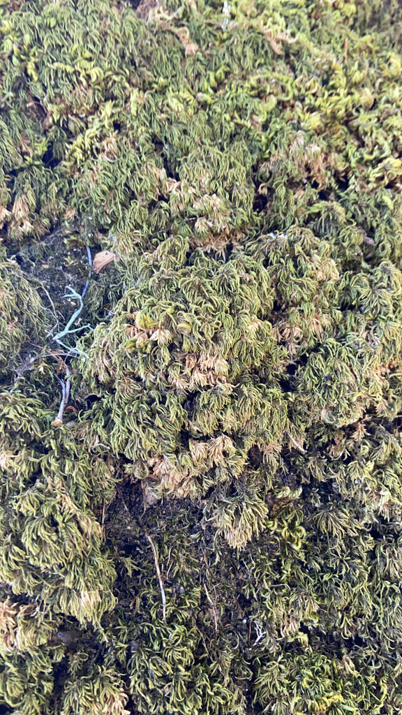 treeskirt moss from Mafra, PTLI, PT on August 19, 2021 at 1211 PM by