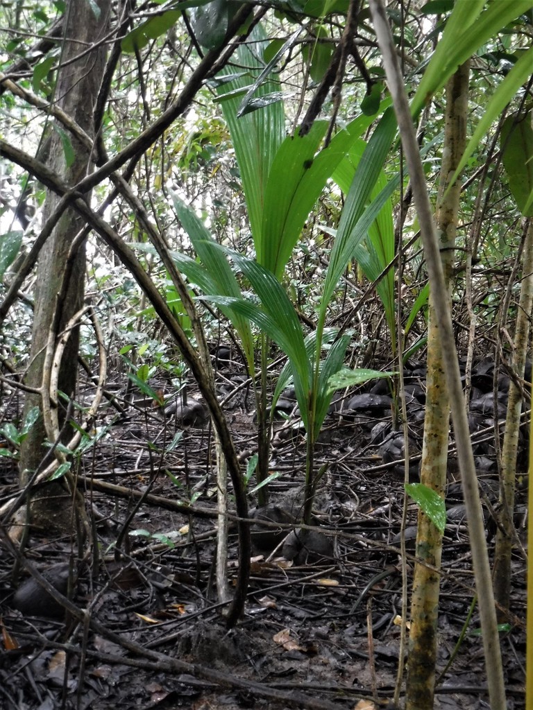 coconut palm from Gaspar Hernandez, Dominican Republic on January 10
