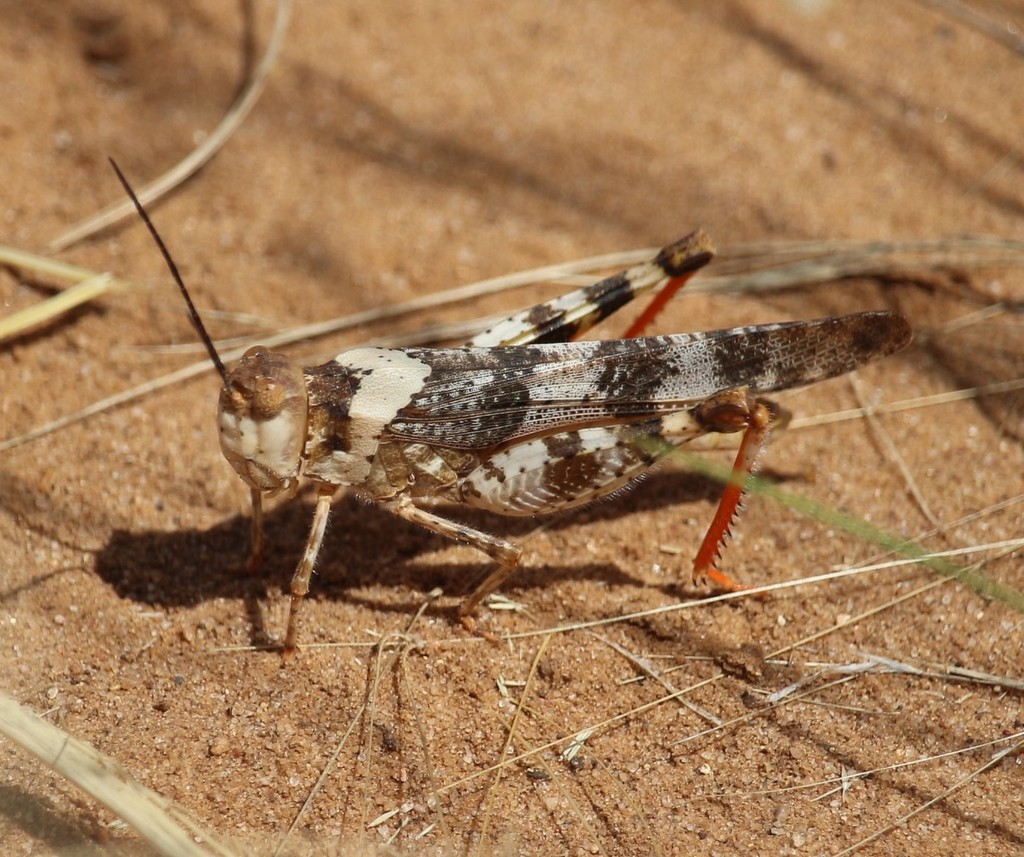 Say's (Orthoptera of Nebraska) · iNaturalist