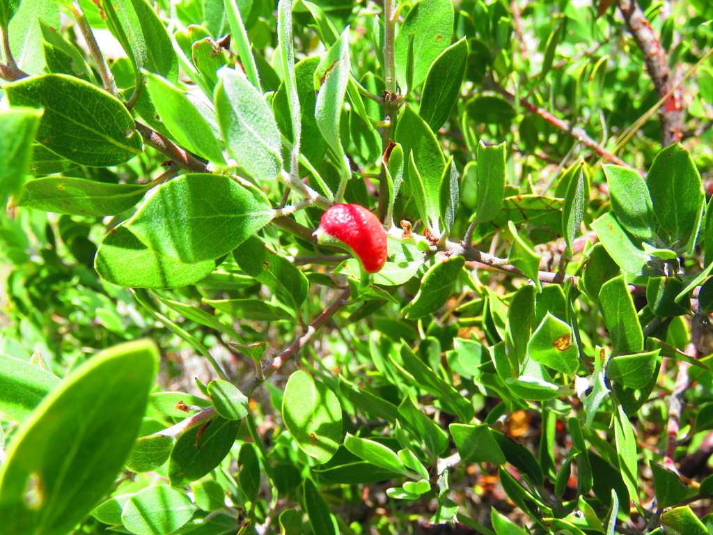 pointleaf manzanita from Concepción Buena Vista, Oax., México on July