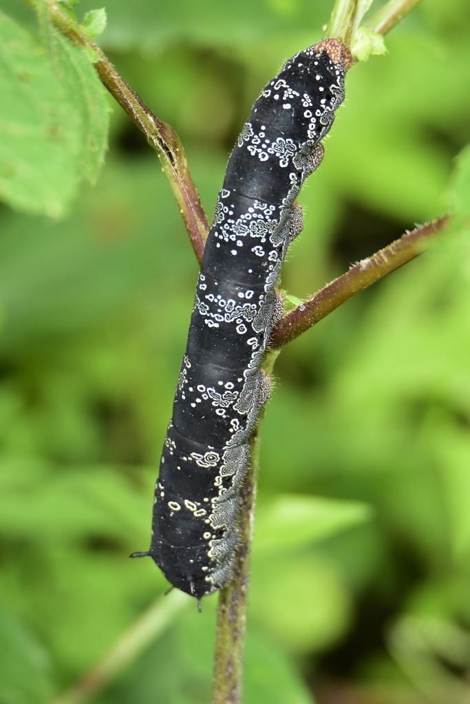 Cuetla desde 28463 La Yerbabuena, Col., México el 24 de agosto de 2021