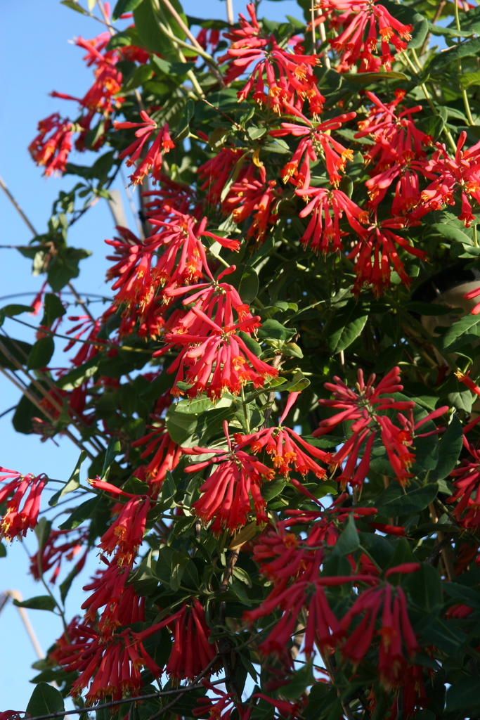 Coral Honeysuckle (Murfreesboro Indigenous Plant Project (MIPP) Guide
