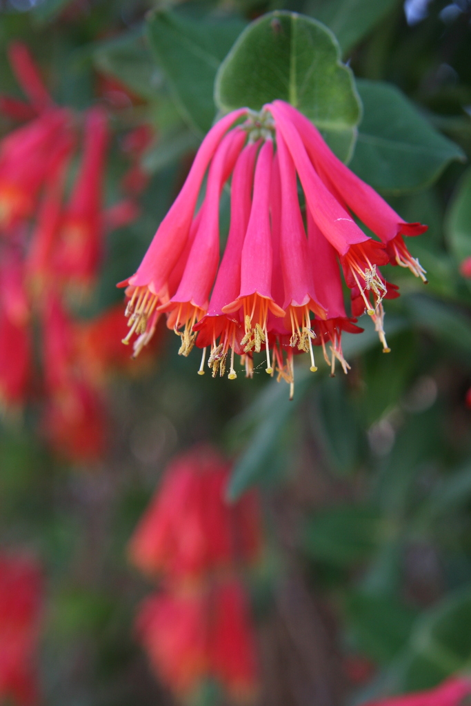 Coral Honeysuckle (Murfreesboro Indigenous Plant Project (MIPP) Guide