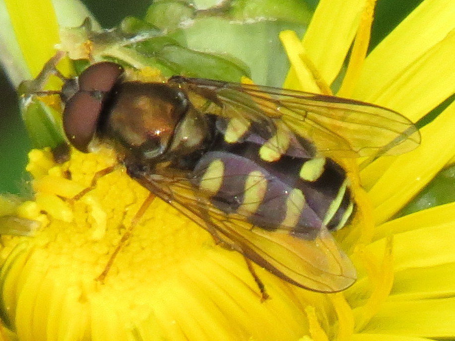 Transverse Conifer Fly (Fiftyfive Fabulous Fundy Flower Flies An