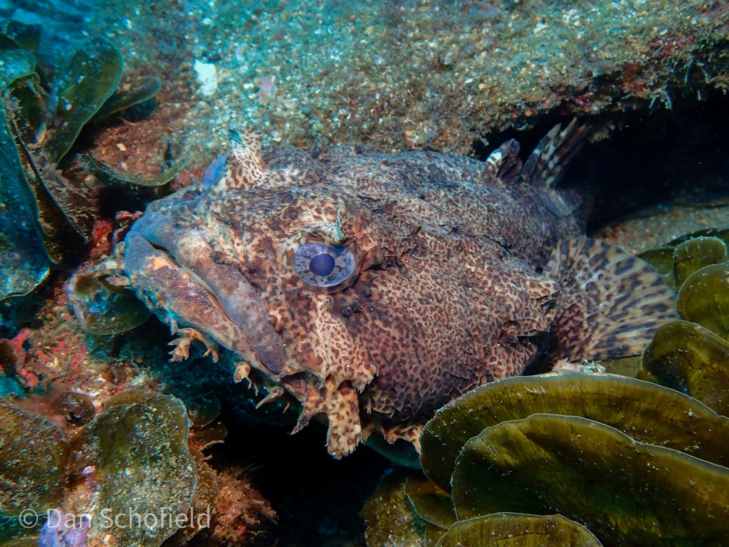 Oyster Toadfish (East Coast Pelagics) · iNaturalist