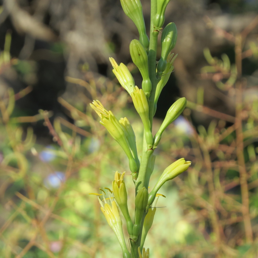 Schott's Century Plant from Cochise County, AZ, USA on September 08